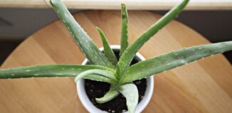 Aloe Vera. 5 beneficii pentru sănătate aloe vera