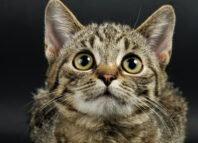 De ce să adopți o pisică? Iată 6 motive s-o aduci la tine acasă! De ce să adopți o pisică