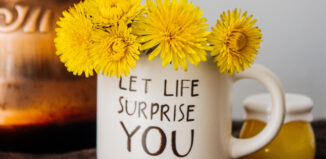 Păpădia. Cum se culege, cum o folosești și ce beneficii are păpădia