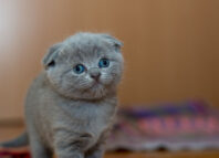 Lucruri uimitoare despre pisici care te vor fascina lucruri uimitoare despre pisici